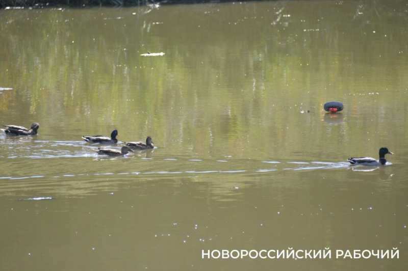 Южные пруды в Новороссийске могут превратиться в непролазные болота