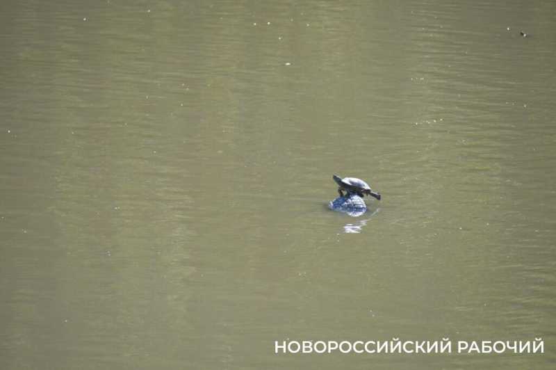 Южные пруды в Новороссийске могут превратиться в непролазные болота