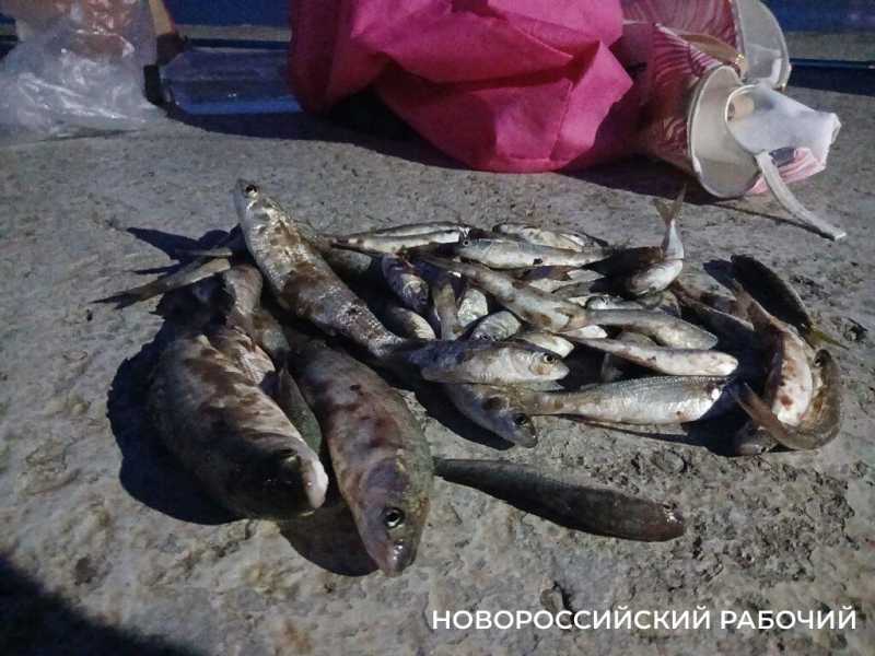 Ночная романтика Западного мола в Новороссийске. У кого-то мечты сбываются!