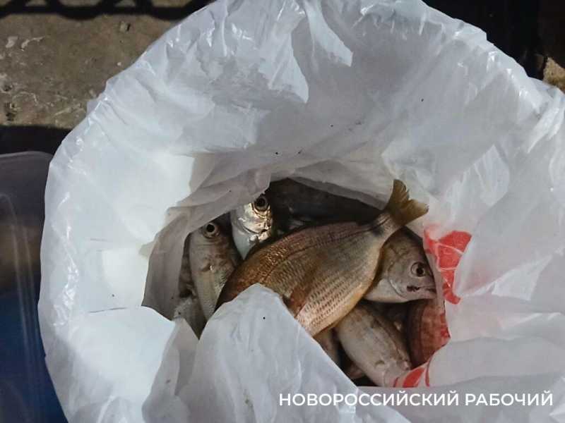 Ночная романтика Западного мола в Новороссийске. У кого-то мечты сбываются!