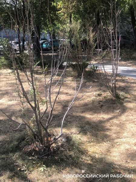 Парк Фрунзе в Новороссийске будут восстанавливать