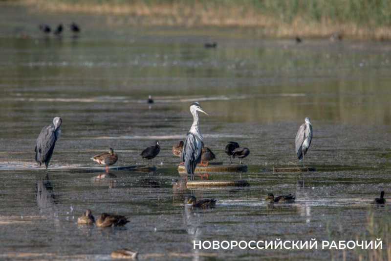 Птицы летят на юг и останавливаются подкормиться в Новороссийске