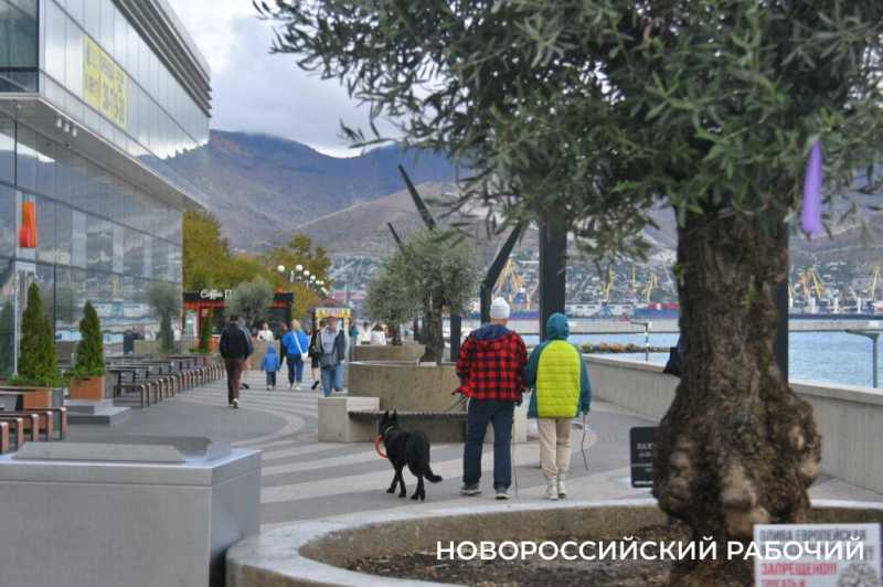 «Уверен, они выживут!» Итальянец привез в Новороссийск 90-летние оливы