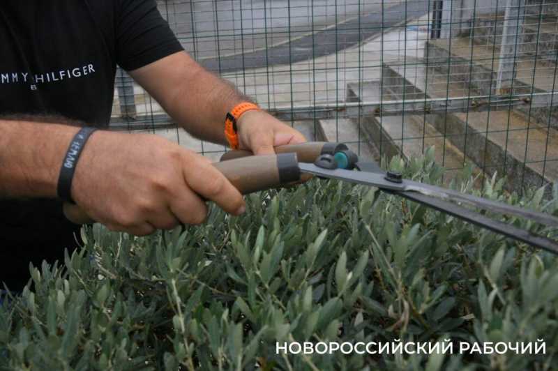 «Уверен, они выживут!» Итальянец привез в Новороссийск 90-летние оливы