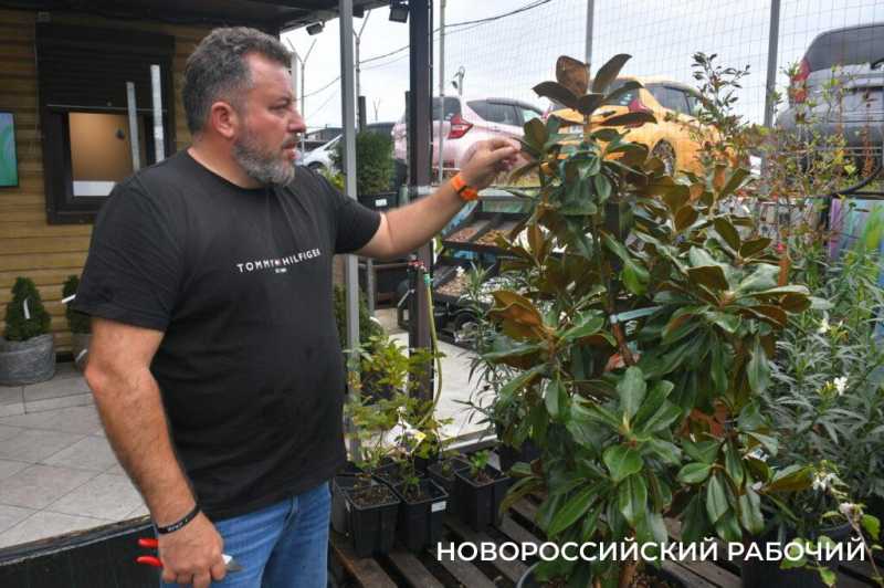 «Уверен, они выживут!» Итальянец привез в Новороссийск 90-летние оливы