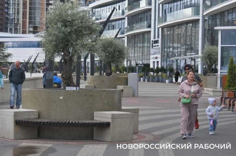 «Уверен, они выживут!» Итальянец привез в Новороссийск 90-летние оливы