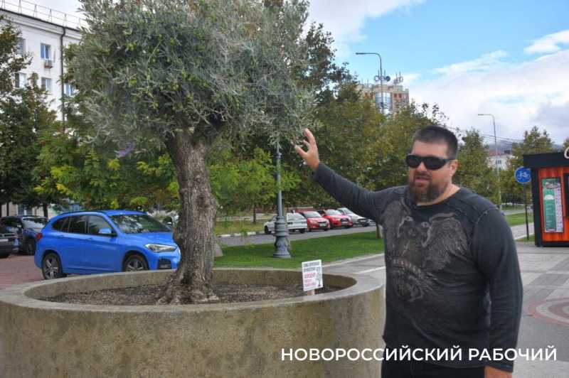 «Уверен, они выживут!» Итальянец привез в Новороссийск 90-летние оливы