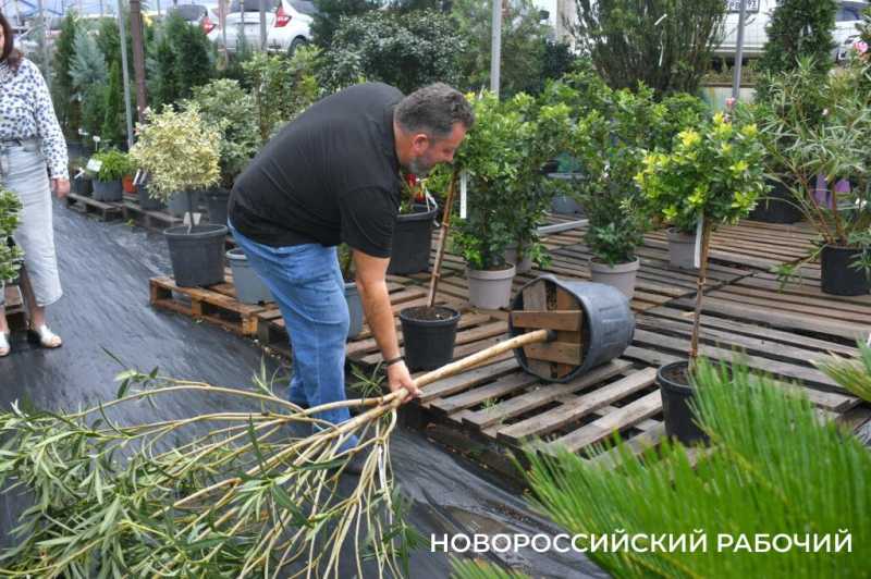 «Уверен, они выживут!» Итальянец привез в Новороссийск 90-летние оливы