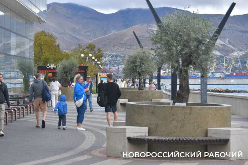 «Уверен, они выживут!» Итальянец привез в Новороссийск 90-летние оливы
