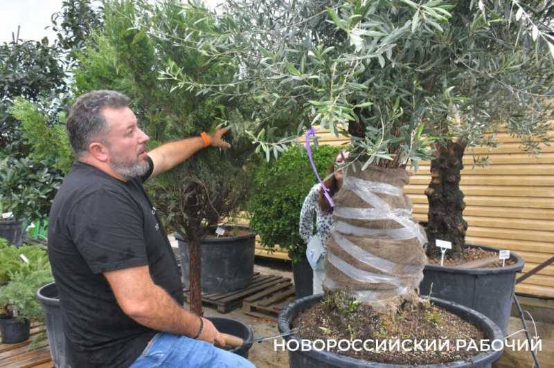 «Уверен, они выживут!» Итальянец привез в Новороссийск 90-летние оливы