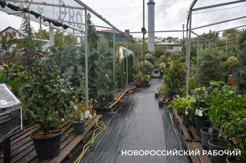 «Уверен, они выживут!» Итальянец привез в Новороссийск 90-летние оливы