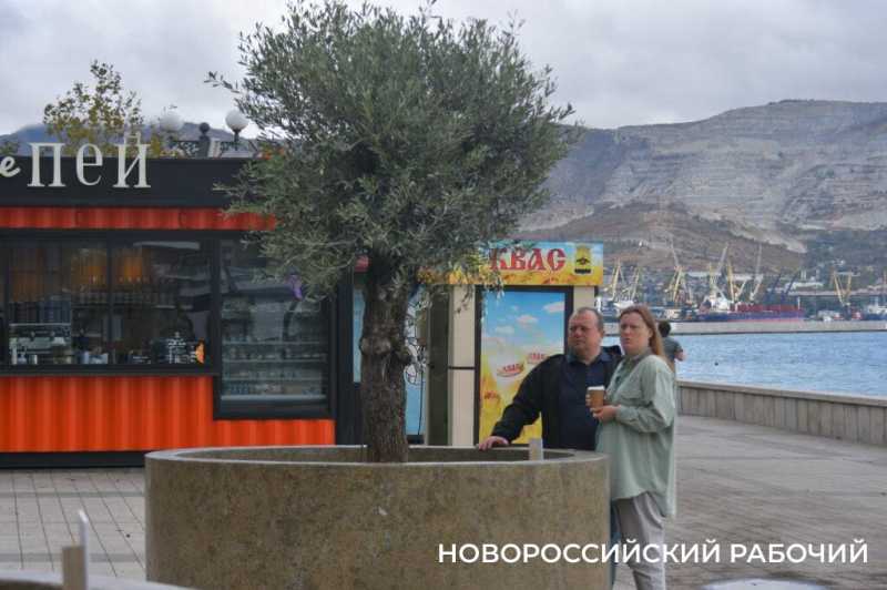 «Уверен, они выживут!» Итальянец привез в Новороссийск 90-летние оливы