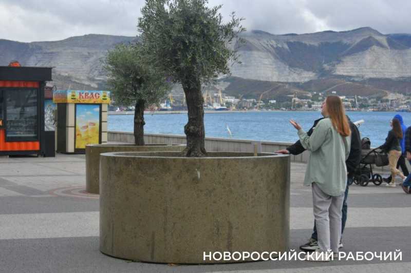 «Уверен, они выживут!» Итальянец привез в Новороссийск 90-летние оливы