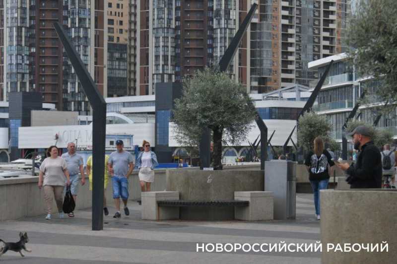 «Уверен, они выживут!» Итальянец привез в Новороссийск 90-летние оливы