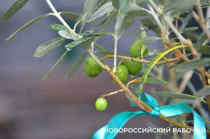 «Уверен, они выживут!» Итальянец привез в Новороссийск 90-летние оливы