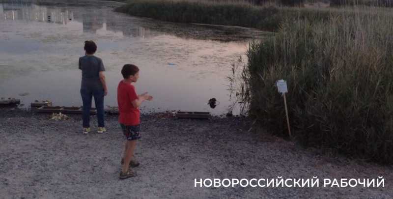 В Новороссийске бродячие собаки загрызли большую часть нутрий на Суджукской косе. Осталась одна Глаша