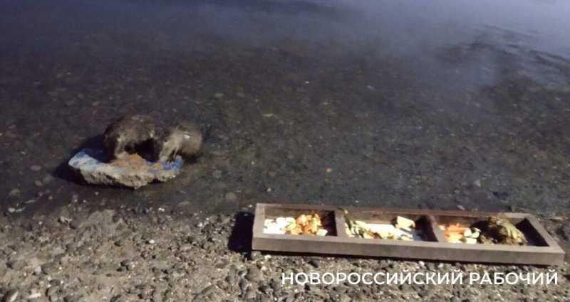 В Новороссийске бродячие собаки загрызли большую часть нутрий на Суджукской косе. Осталась одна Глаша
