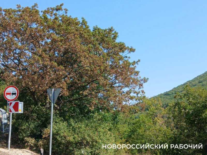 В Новороссийске осень вступает в свои права