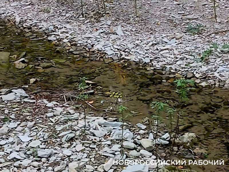 В Новороссийске пересыхают реки. Надеемся на дожди?