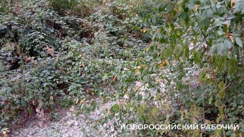 В Новороссийске пересыхают реки. Надеемся на дожди?