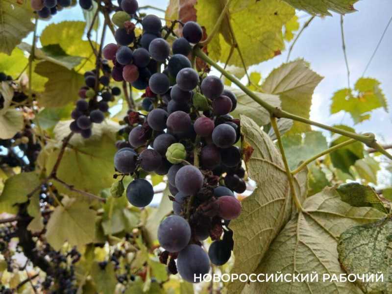 В сентябре в Новороссийске дешевеет даже китайский виноград