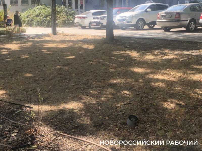 «Все погибает на наших глазах!» В Новороссийске жителя жалеют парк Фрунзе