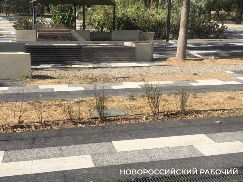 «Все погибает на наших глазах!» В Новороссийске жителя жалеют парк Фрунзе