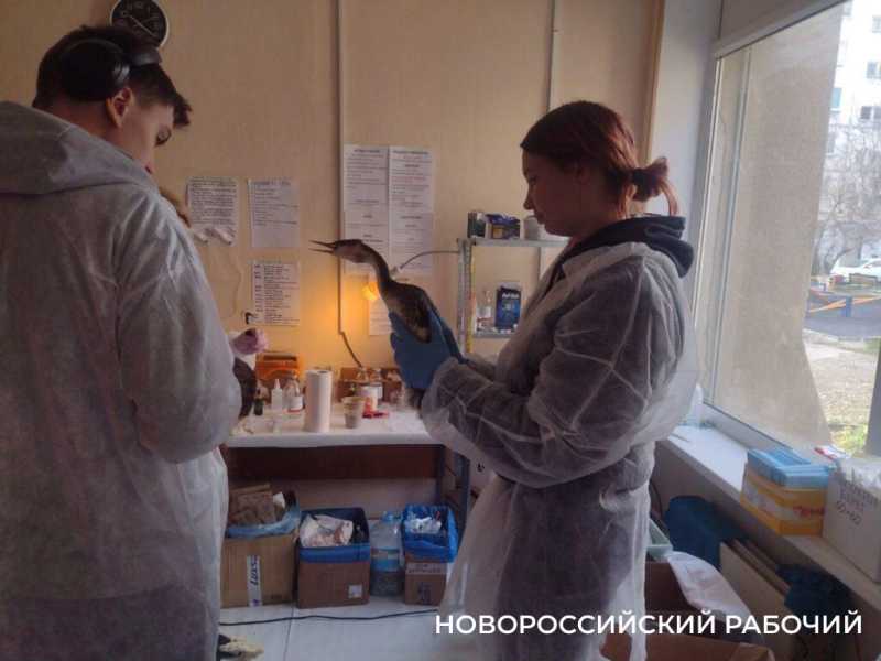 «Запах от них был адский»! В Новороссийске выхаживают птиц с признаками интоксикации нефтепродуктами