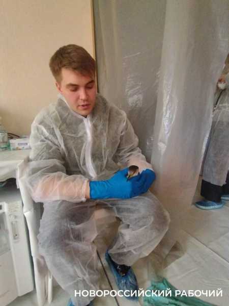 «Запах от них был адский»! В Новороссийске выхаживают птиц с признаками интоксикации нефтепродуктами