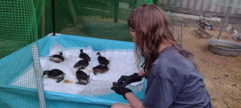 «Запах от них был адский»! В Новороссийске выхаживают птиц с признаками интоксикации нефтепродуктами