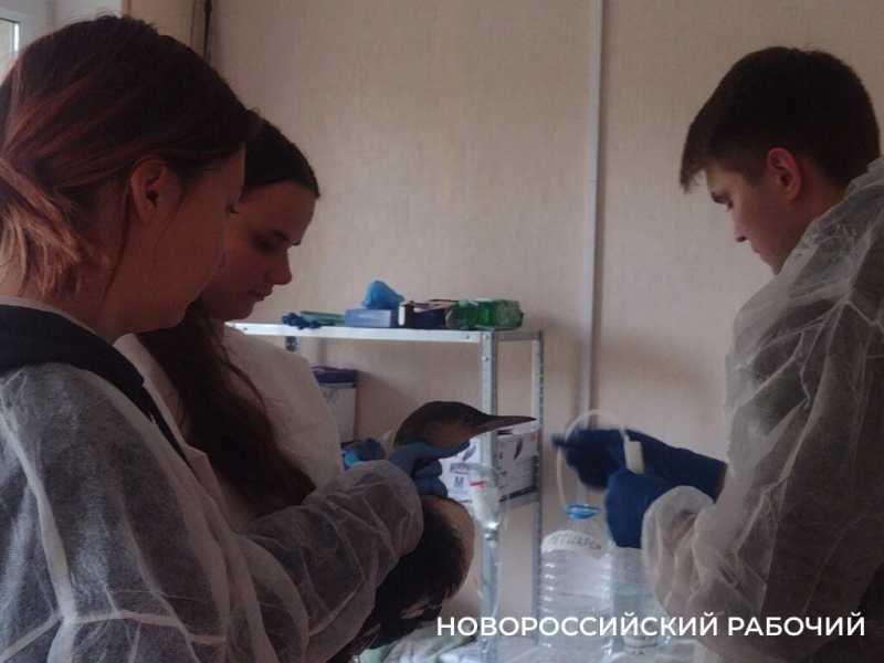 «Запах от них был адский»! В Новороссийске выхаживают птиц с признаками интоксикации нефтепродуктами