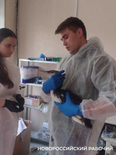 «Запах от них был адский»! В Новороссийске выхаживают птиц с признаками интоксикации нефтепродуктами