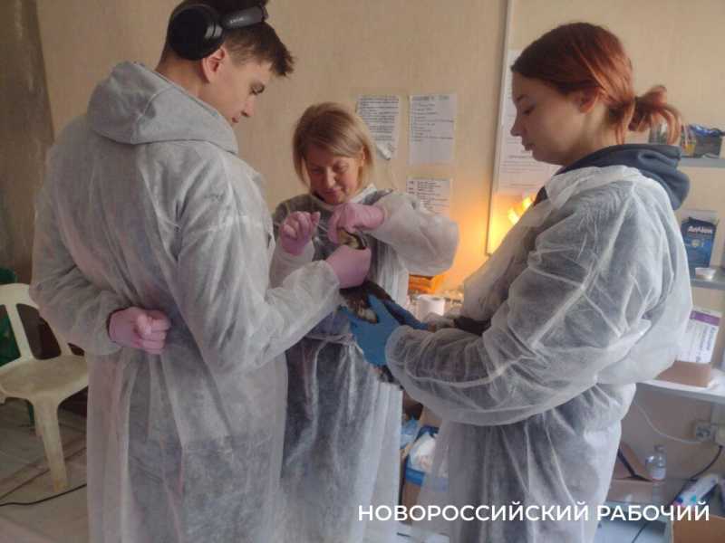 «Запах от них был адский»! В Новороссийске выхаживают птиц с признаками интоксикации нефтепродуктами