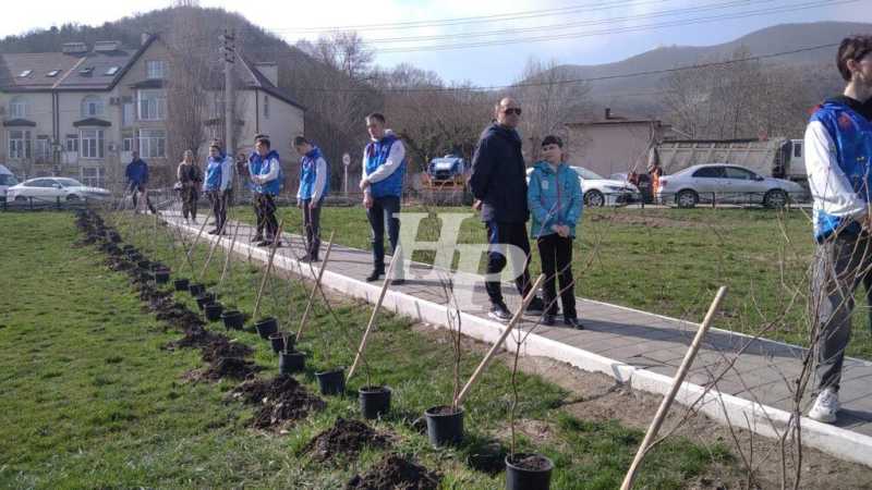 Леса много не бывает! В пригороде Новороссийска высадят орех и акации