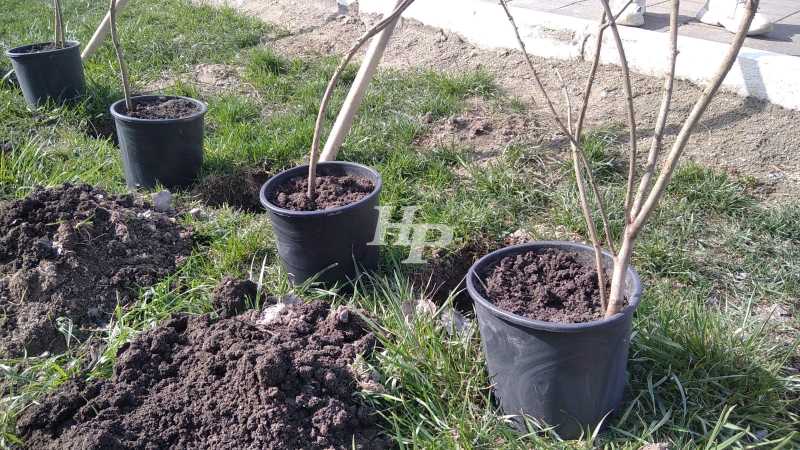 Леса много не бывает! В пригороде Новороссийска высадят орех и акации