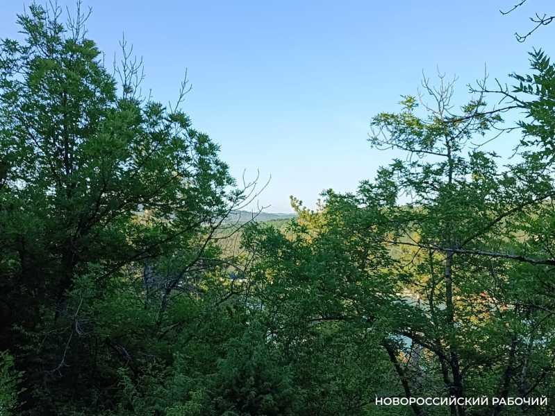 Минприроды требует у цемзавода в Новороссийске вернуть землю лесу