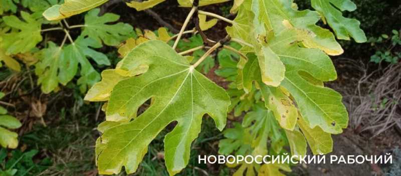 Новороссийцы наслаждаются красками осени перед тремя дождливыми днями