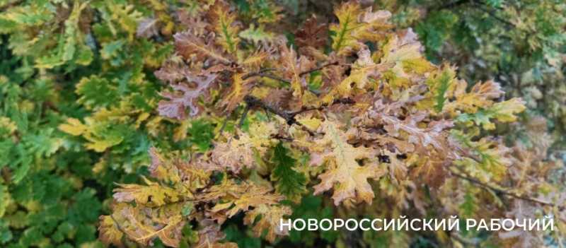 Новороссийцы наслаждаются красками осени перед тремя дождливыми днями