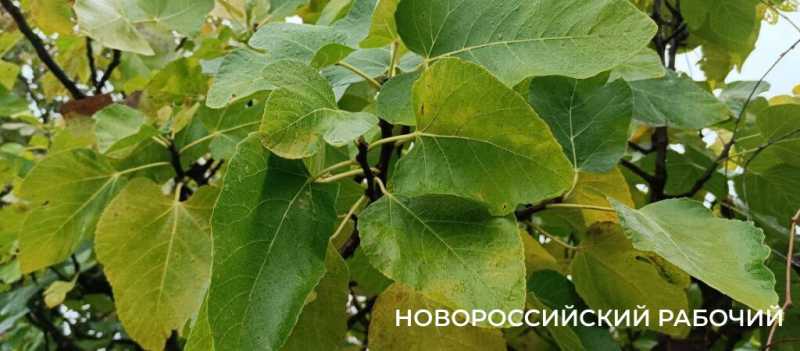 Новороссийцы наслаждаются красками осени перед тремя дождливыми днями