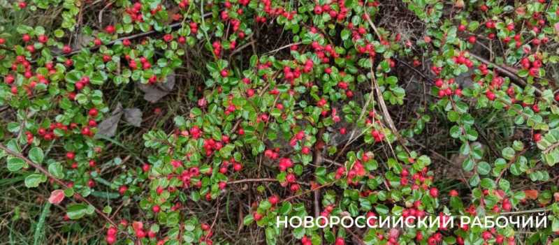 Новороссийцы наслаждаются красками осени перед тремя дождливыми днями