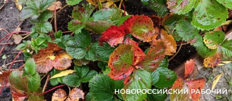 Новороссийцы наслаждаются красками осени перед тремя дождливыми днями