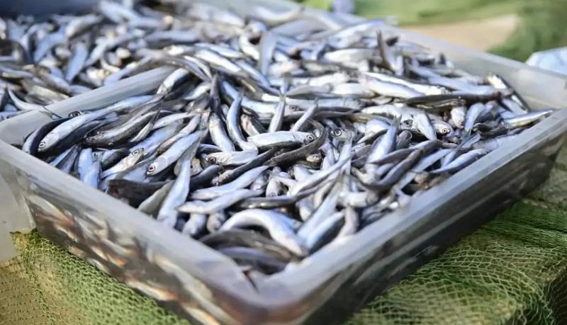 Очередной рекорд города-героя Новороссийска: за 9 месяцев 2025 года выловлено более 5 тысяч тонн рыбы