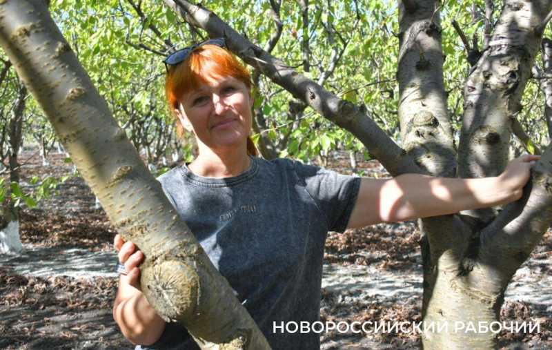 Под Новороссийском руками фермеров создано «черешневое королевство»!