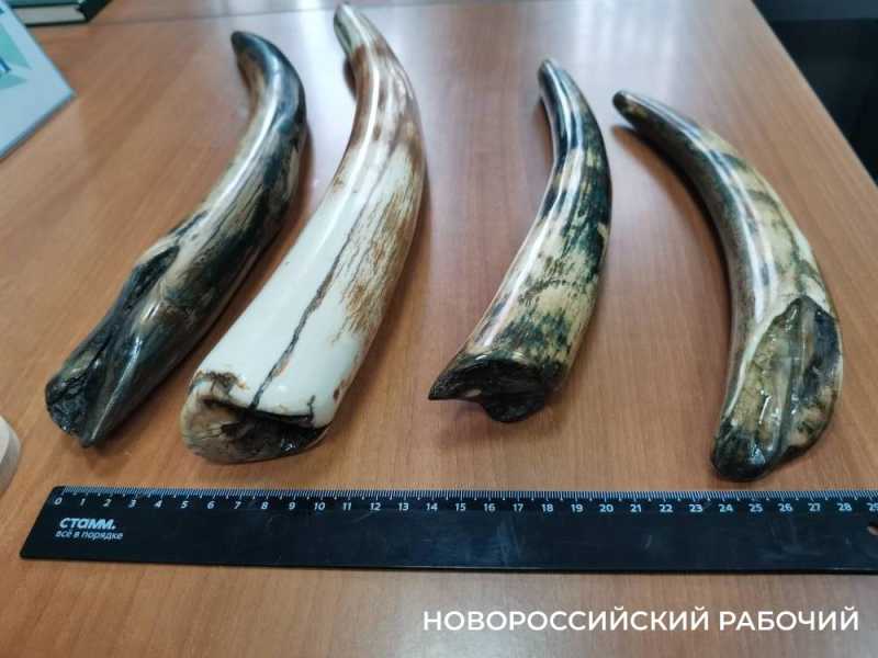 В Новороссийске будут судить продавца зубов мамонта. Рассказываем, как отличить кости доисторических животных?