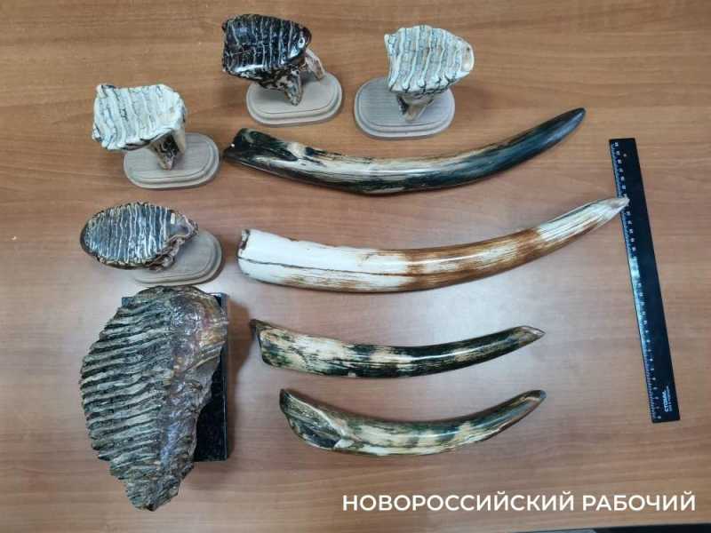 В Новороссийске будут судить продавца зубов мамонта. Рассказываем, как отличить кости доисторических животных?