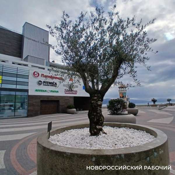 В Новороссийске оливы на набережной пережили первый норд-ост