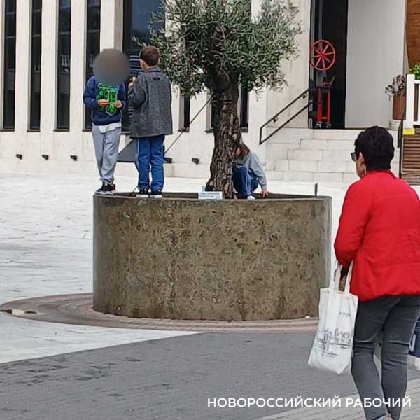 В Новороссийске оливы на набережной пережили первый норд-ост