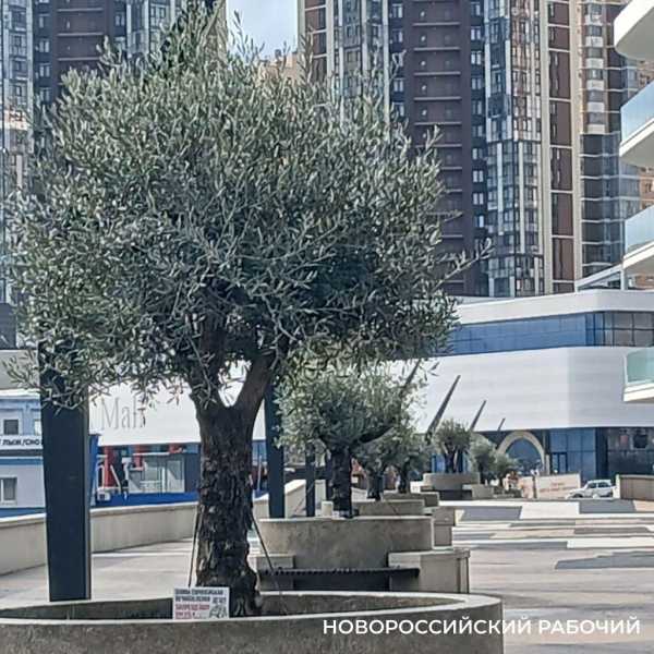 В Новороссийске оливы на набережной пережили первый норд-ост