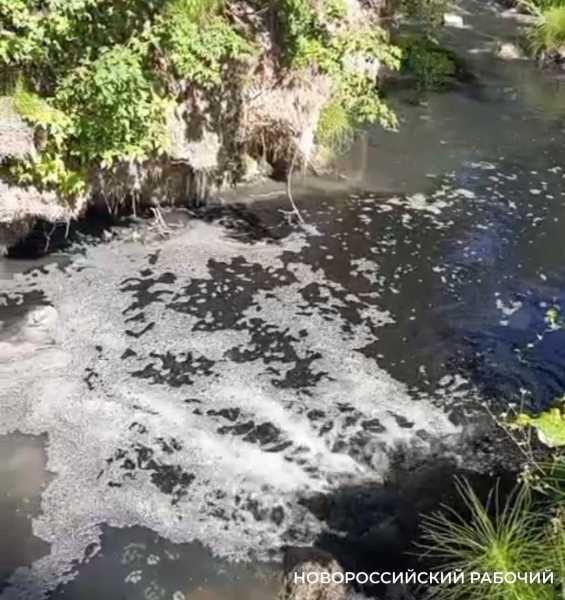 В Новороссийске оштрафовали директора за сброс сточных вод в заказнике