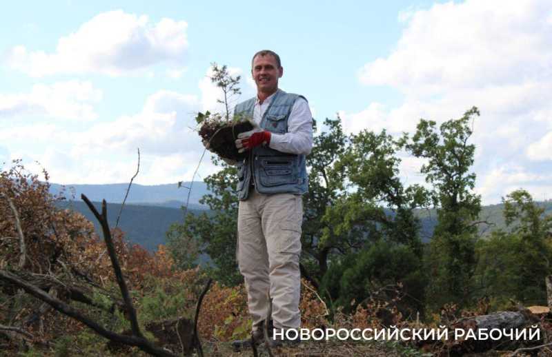 В Новороссийске прижились можжевельники, спасенные горожанами от уничтожения при строительстве